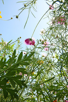 美丽格桑花