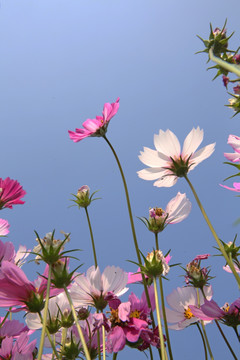 格桑花