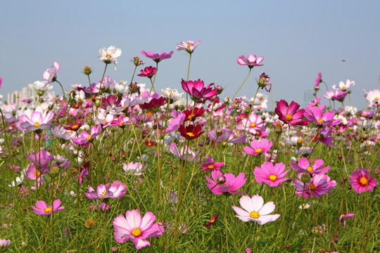 美丽格桑花