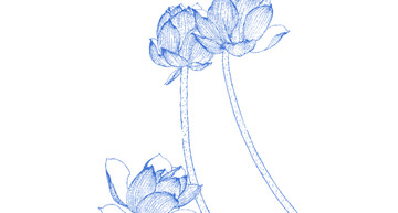藍蓮花插畫