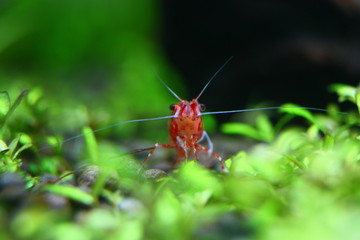 樱花虾