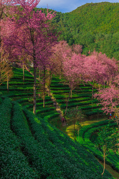 无量山樱花谷