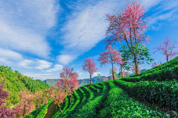 无量山樱花谷