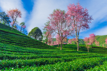 无量山樱花谷