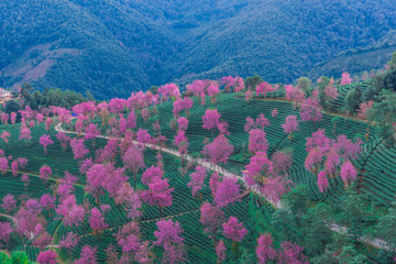 无量山樱花谷