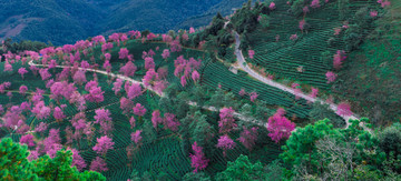 无量山樱花谷