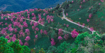 无量山樱花谷