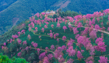 无量山樱花谷