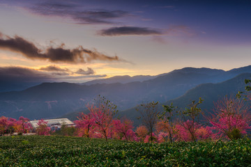 无量山樱花谷日出