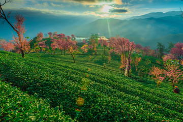 无量山樱花谷