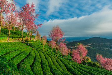 无量山樱花谷