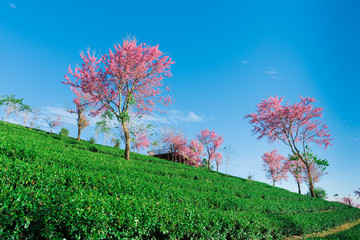 无量山樱花谷