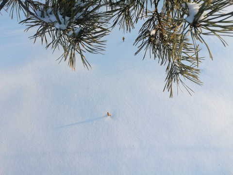 冰雪世界 阳光 白雪 冬季