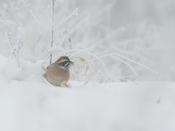 雪地里的鸟