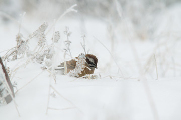 雪地里的鸟