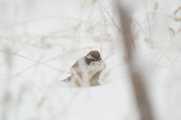 雪地里的鸟