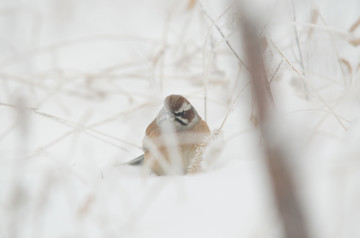 雪地里的鸟