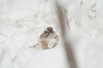 雪地里的鸟