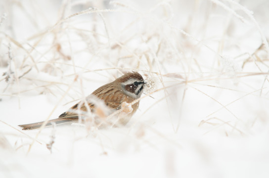 雪地里的鸟