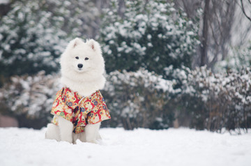 萨摩耶雪橇犬