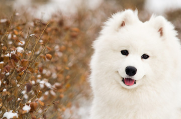 萨摩耶雪橇犬