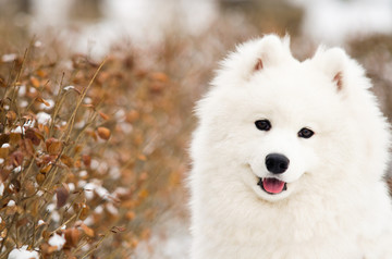 萨摩耶雪橇犬