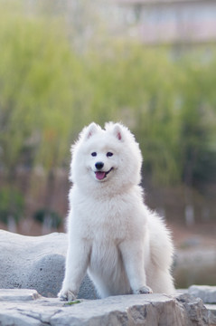 萨摩耶雪橇犬