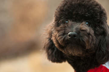 黑色貴賓犬