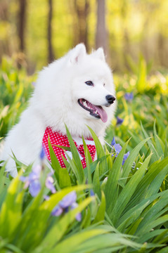 萨摩耶犬