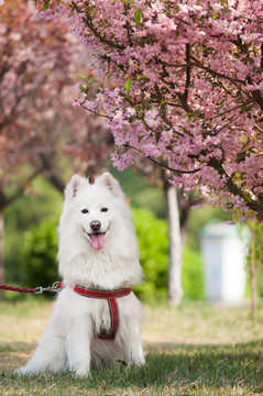 萨摩耶犬