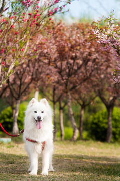 萨摩耶犬