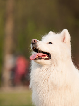 萨摩耶犬