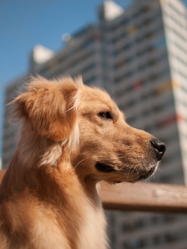 金毛巡回猎犬