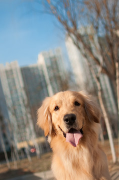 金毛巡回猎犬