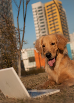 看电脑的金毛犬