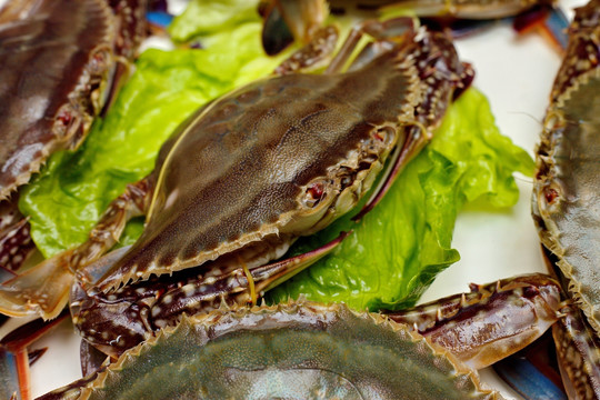 海鲜大咖 海鲜大餐 海鲜摄影