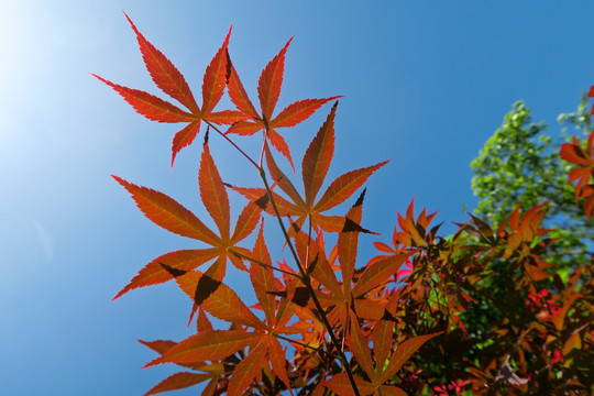 红枫叶 红叶