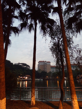 湖畔椰树风景