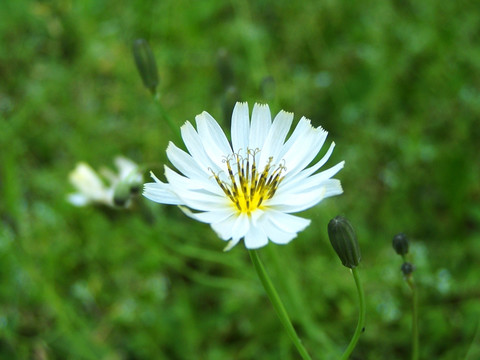 路边的野花 小花