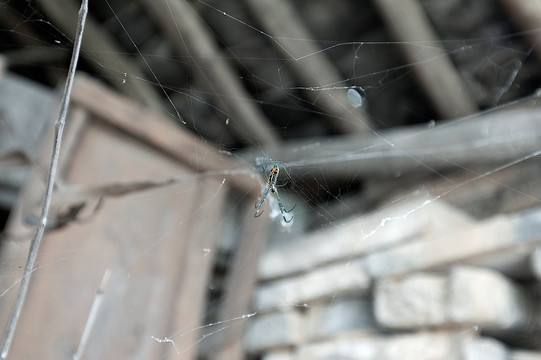 屋檐下的蜘蛛