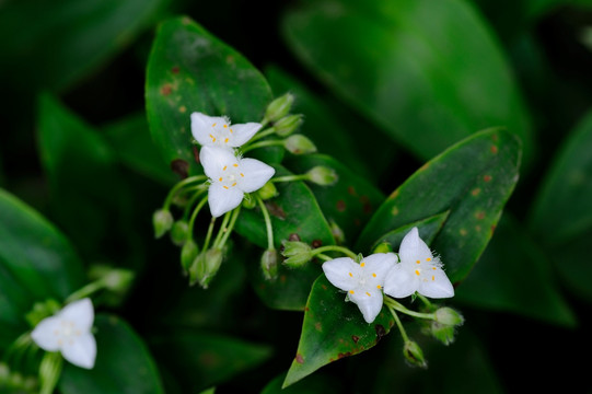 白花紫露草