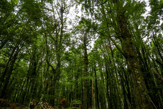 新西兰榉木林
