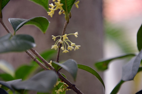 桂花