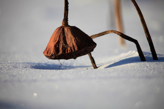 莲子 藕 荷 残荷 雪地 冬天