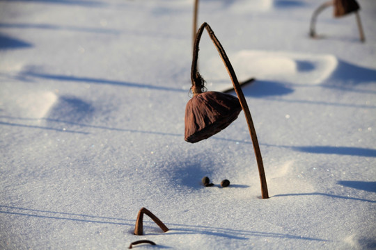 莲子 藕 荷 残荷 雪地 冬天