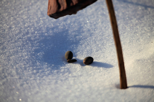 莲子 藕 荷 残荷 雪地 冬天