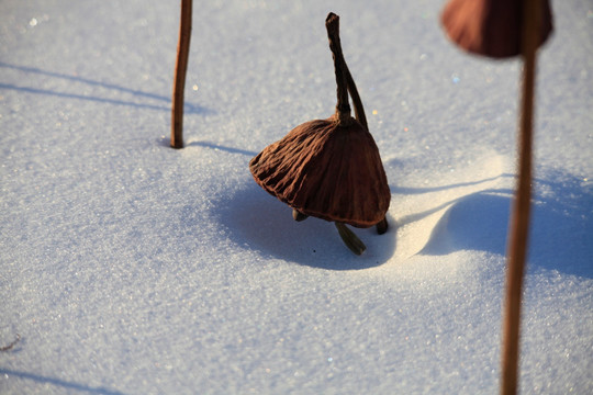 莲子 藕 荷 残荷 雪地 冬天