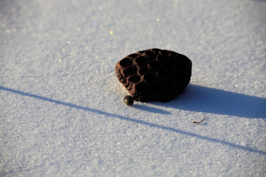 莲子 藕 荷 残荷 雪地 冬天