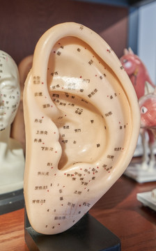 人耳针灸模型