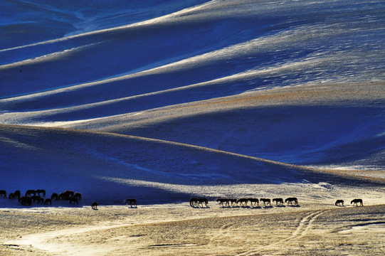 冬季 牧马 羊群 蓝天 白云